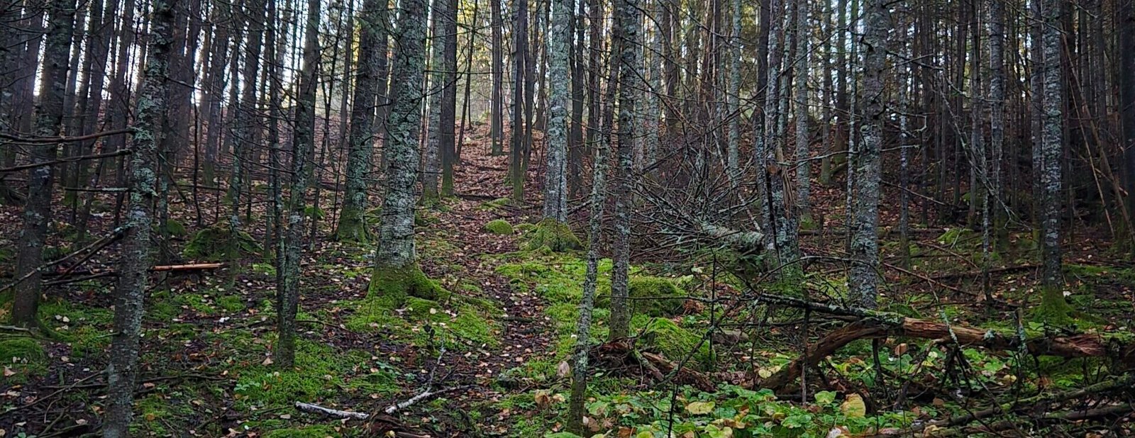 pathfinding uphill (2)