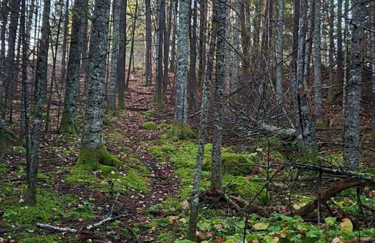 pathfinding uphill (2)